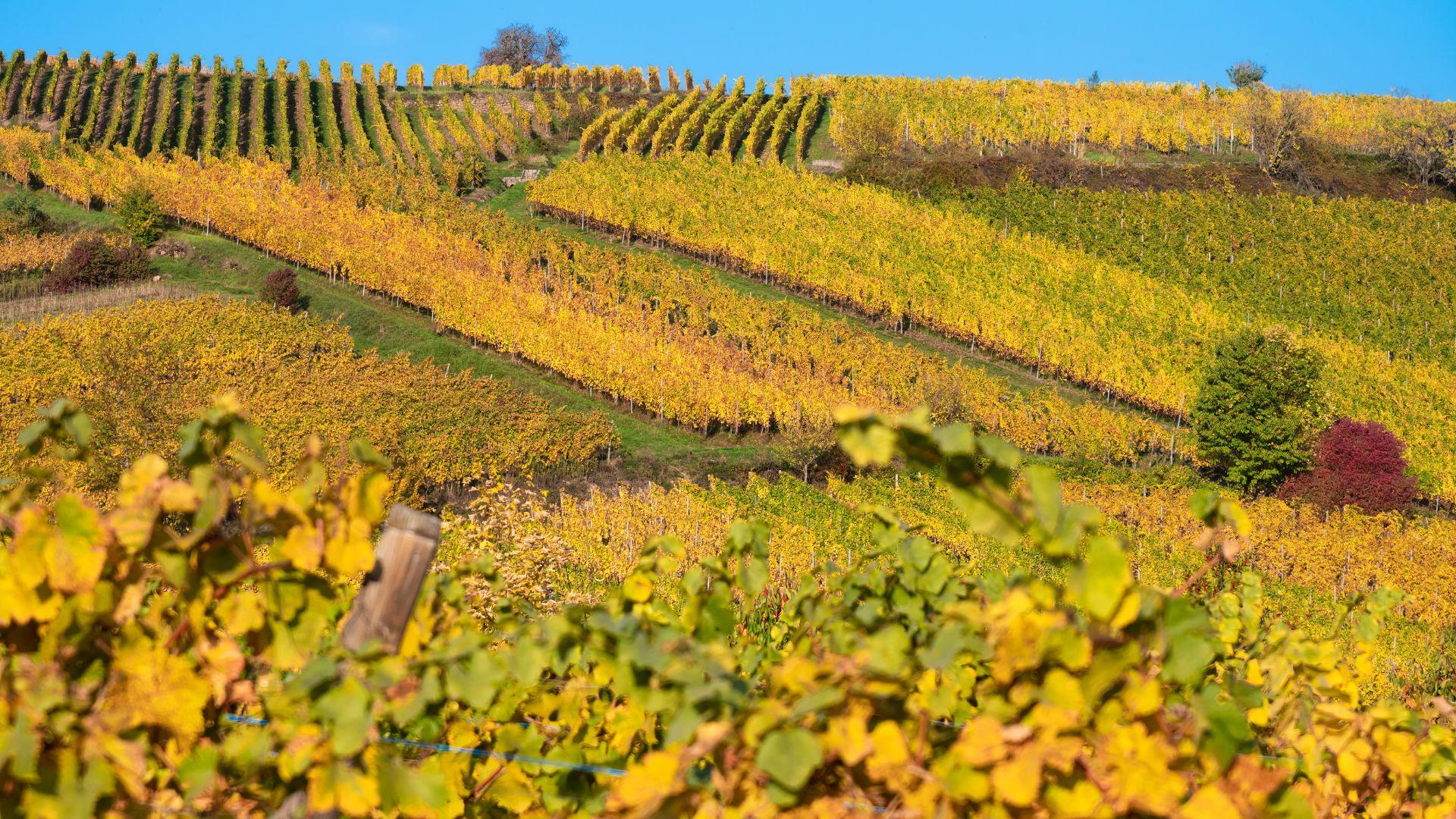French vineyard in golden autumn colours