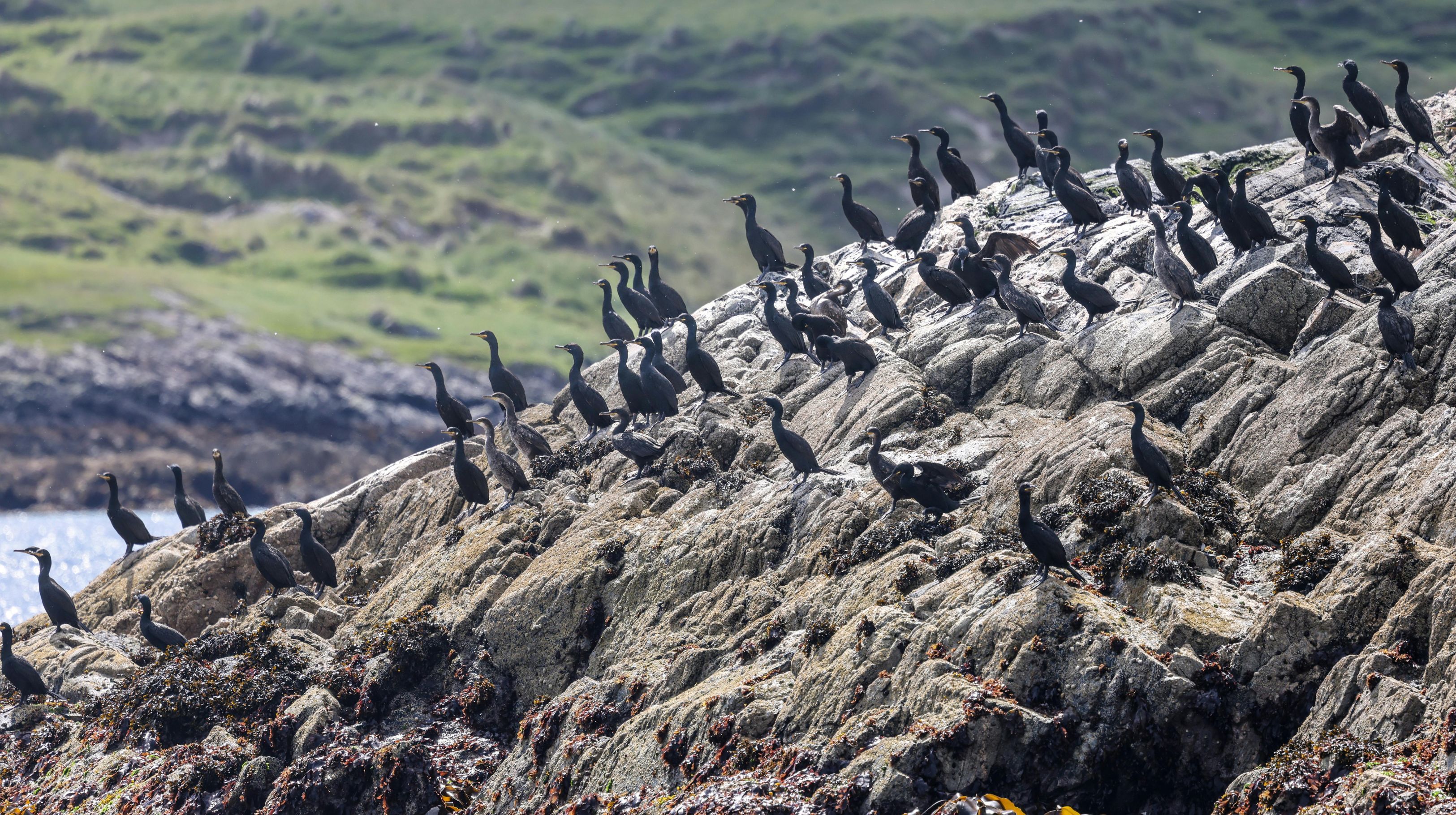 A large group of black cormorants perched on a rocky shore with green hills in the background.