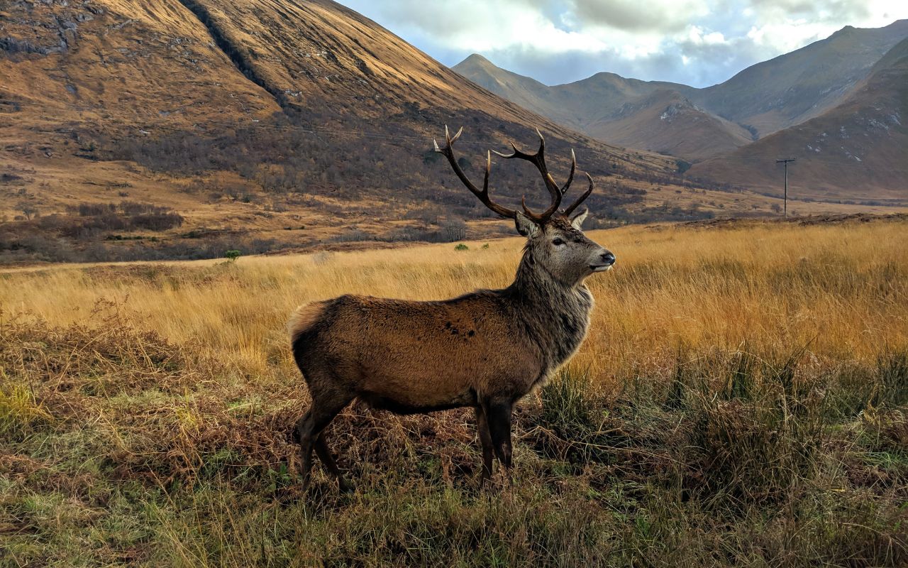 Red deer stag in Highland glen on the West Highland Way