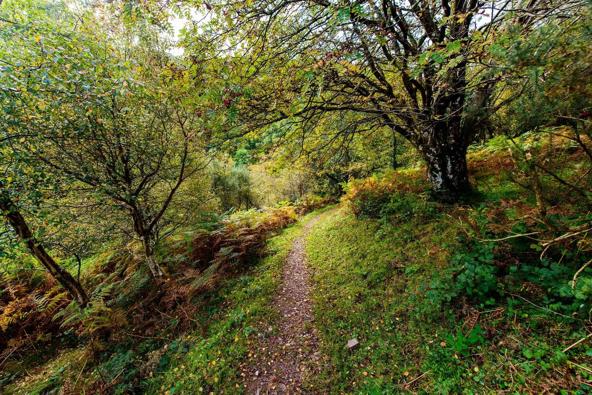 Walking through Horner wood