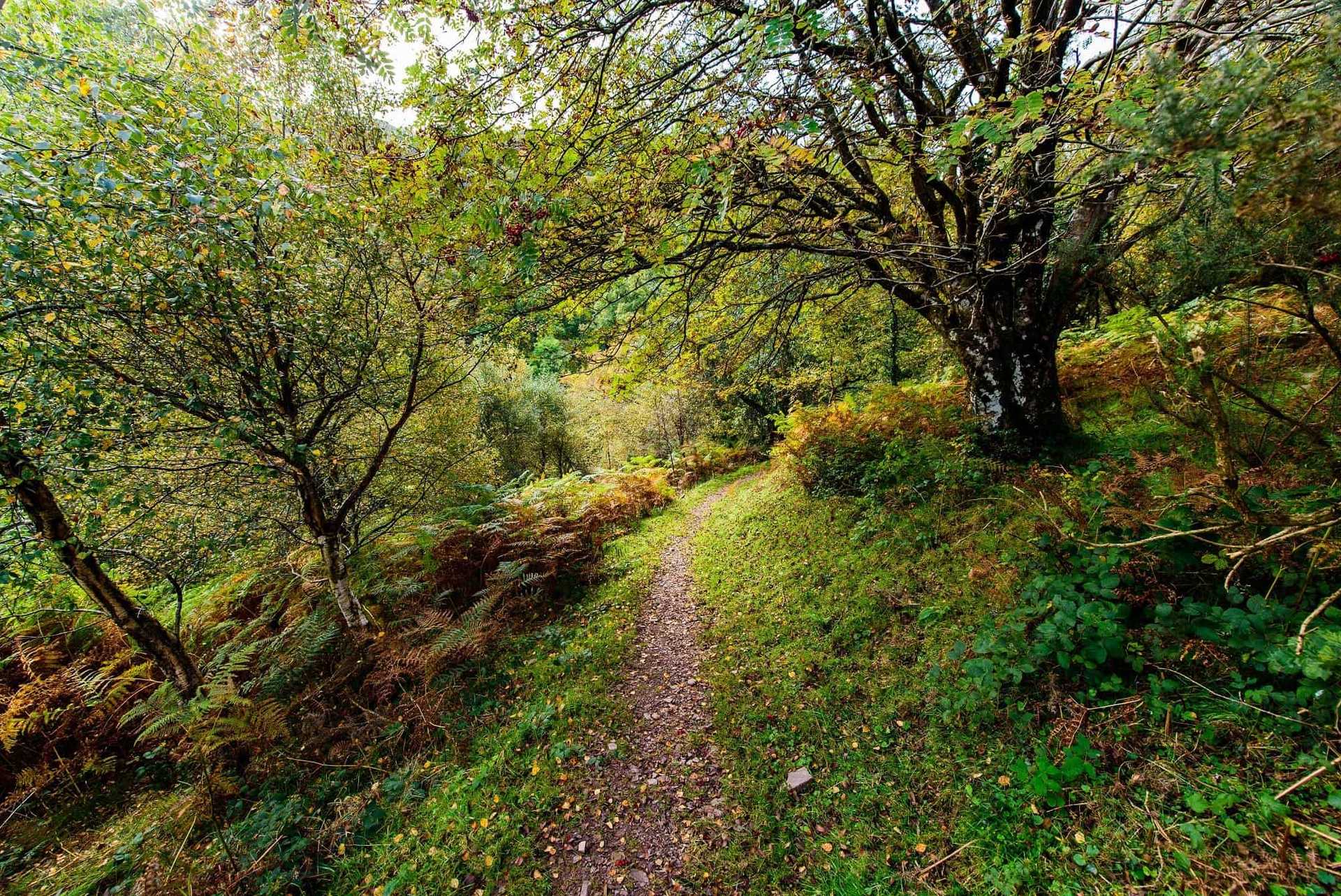 Walking through Horner wood