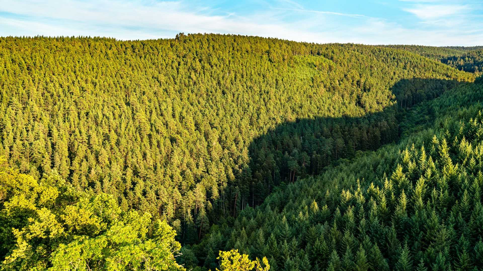 Forest-covered hills in the Vosges Mountains