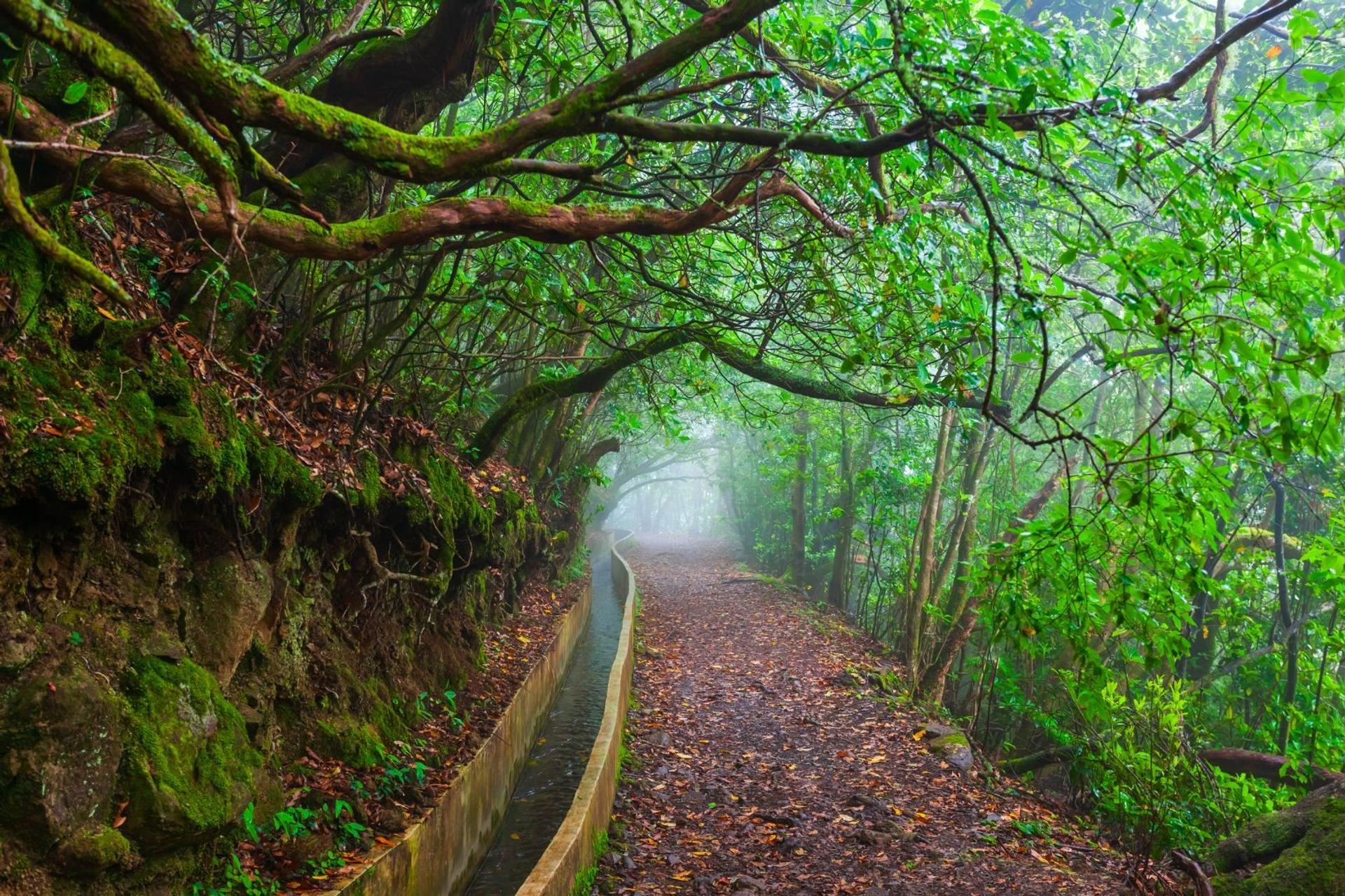 Misty levada through laurel forest in Madeira