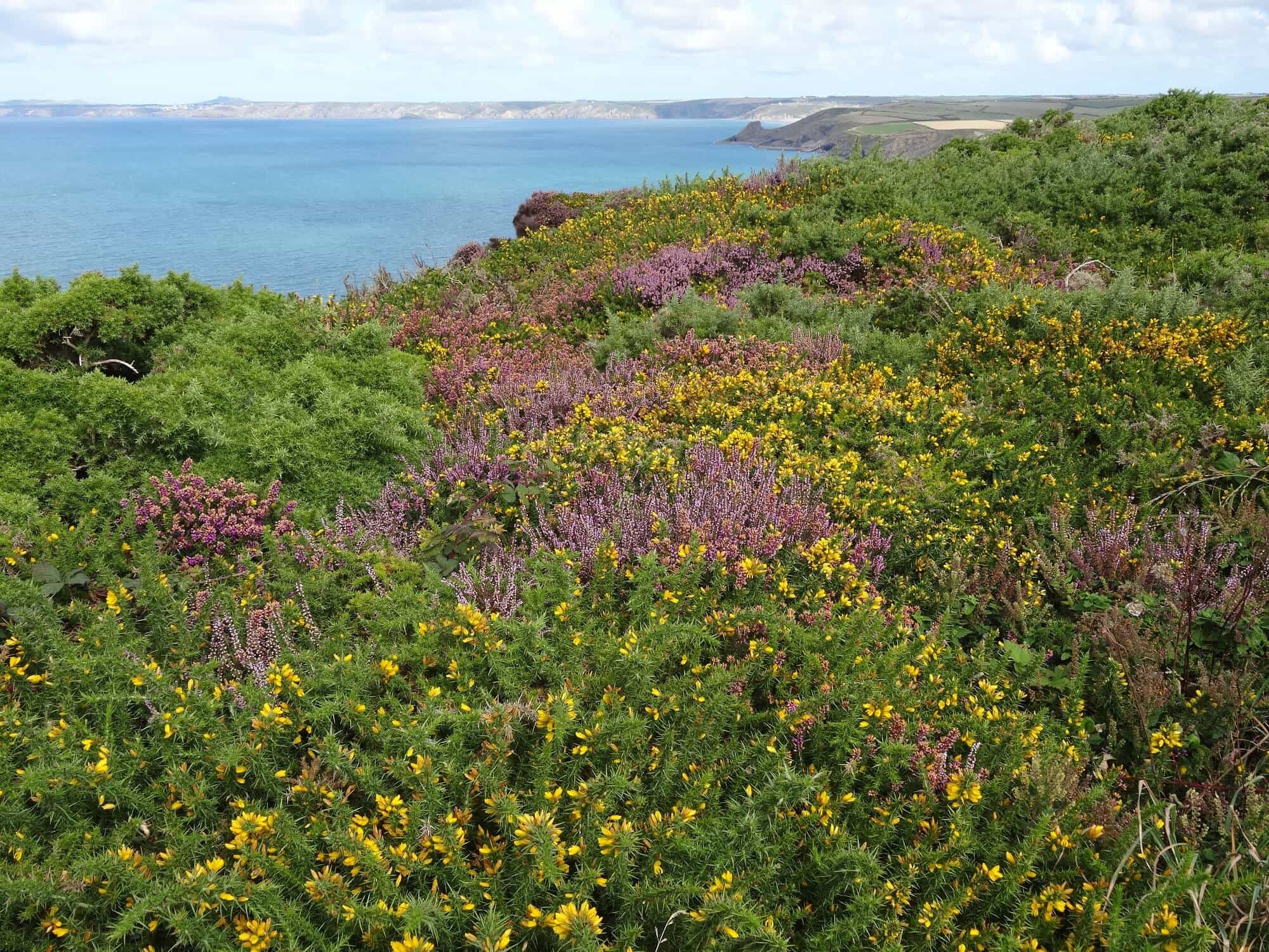 Pembrokeshire coast path view