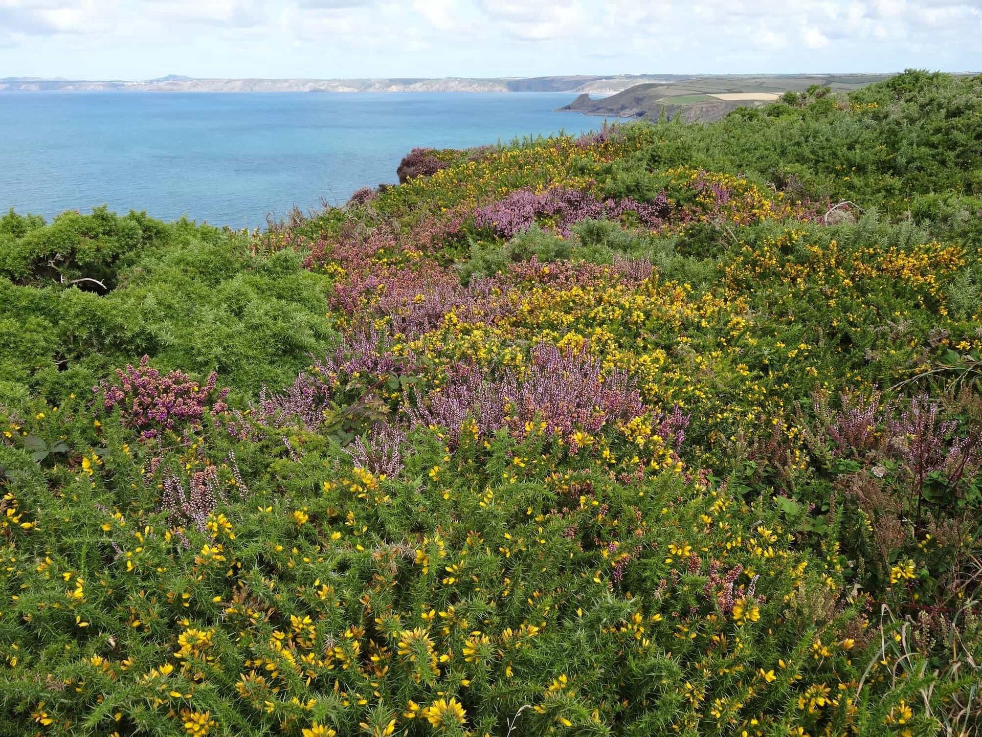 Pembrokeshire coast path view