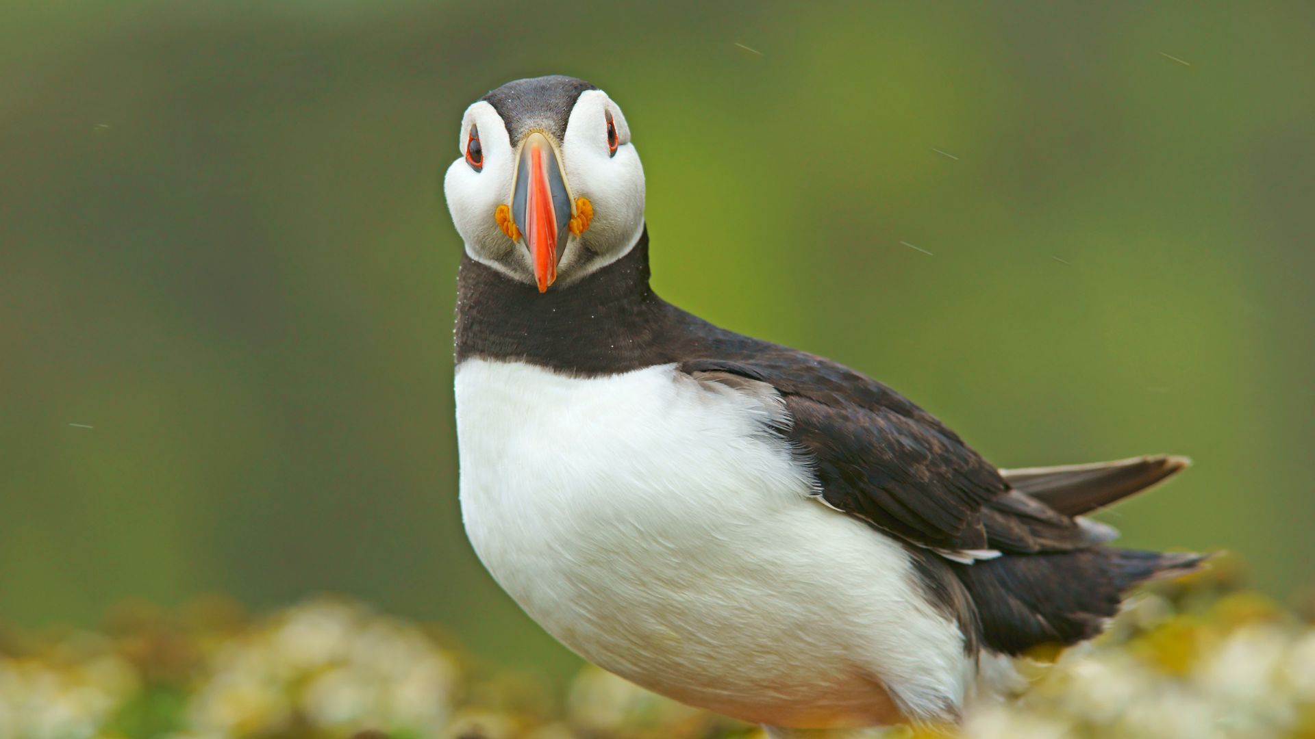 Atlantic puffin on Skomer Island off the Pembrokeshire coast.