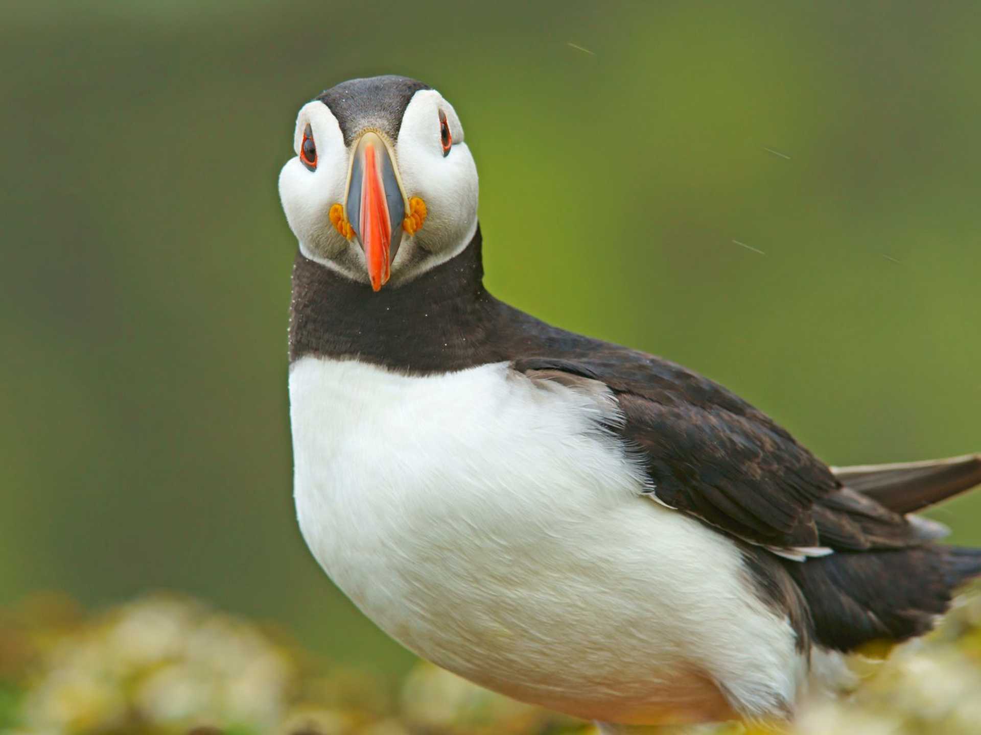 Atlantic puffin on Skomer Island off the Pembrokeshire coast.