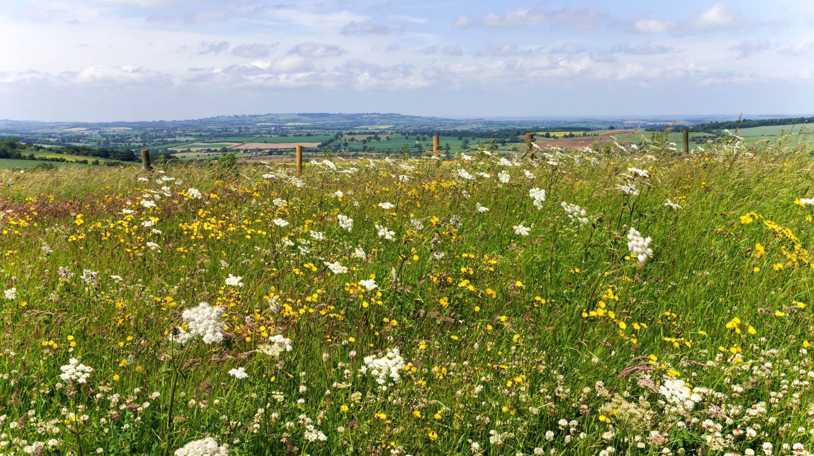 A field of wild flowers, including white and yellow blooms, stretches towards rolling green hills under a cloudy blue sky.