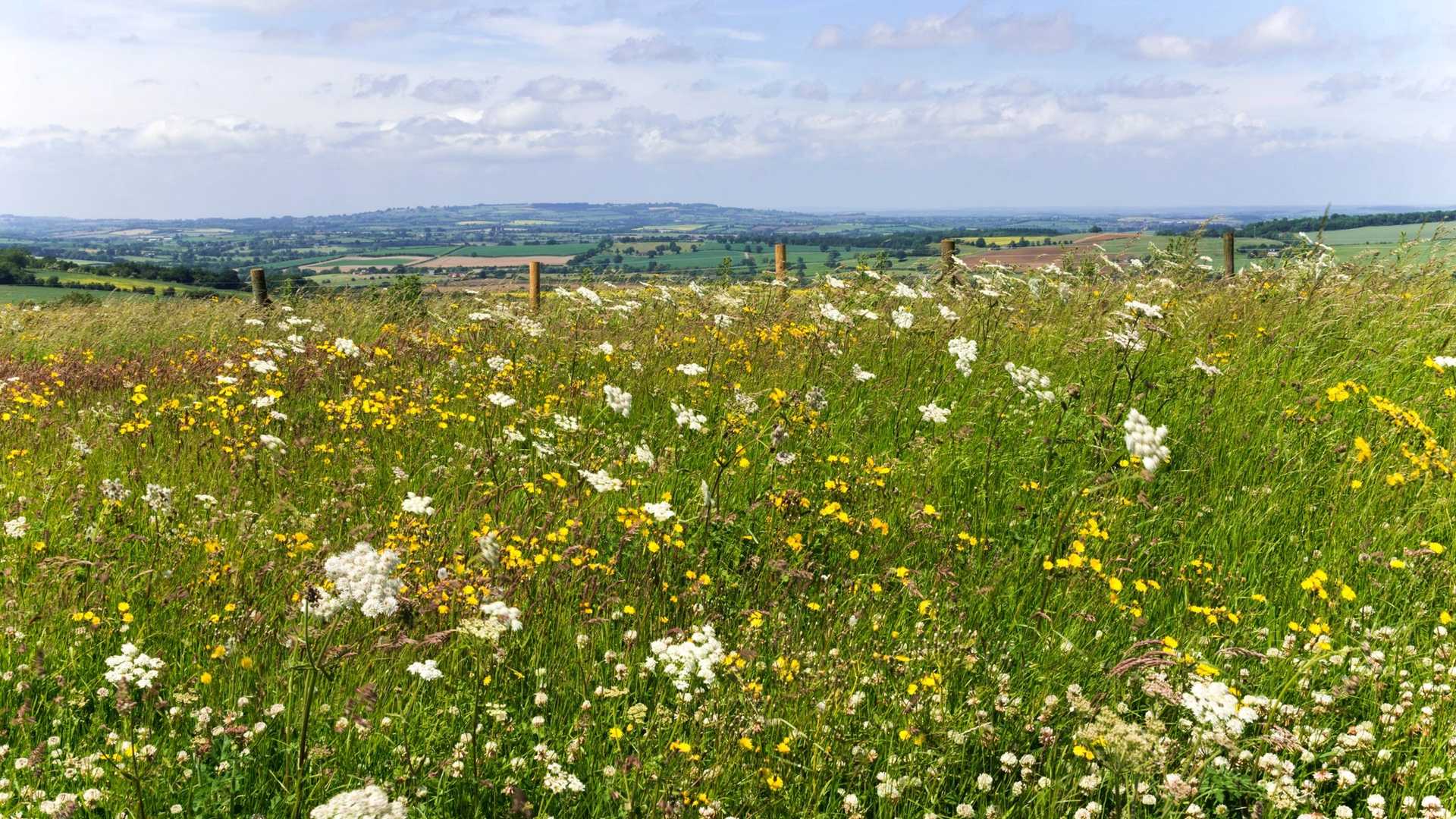 A field of wild flowers, including white and yellow blooms, stretches towards rolling green hills under a cloudy blue sky.