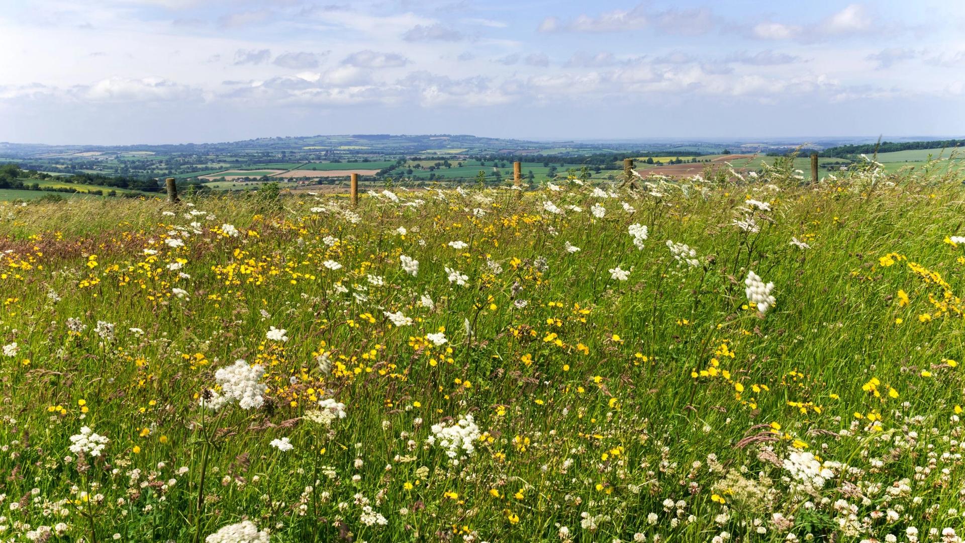 A field of wild flowers, including white and yellow blooms, stretches towards rolling green hills under a cloudy blue sky.