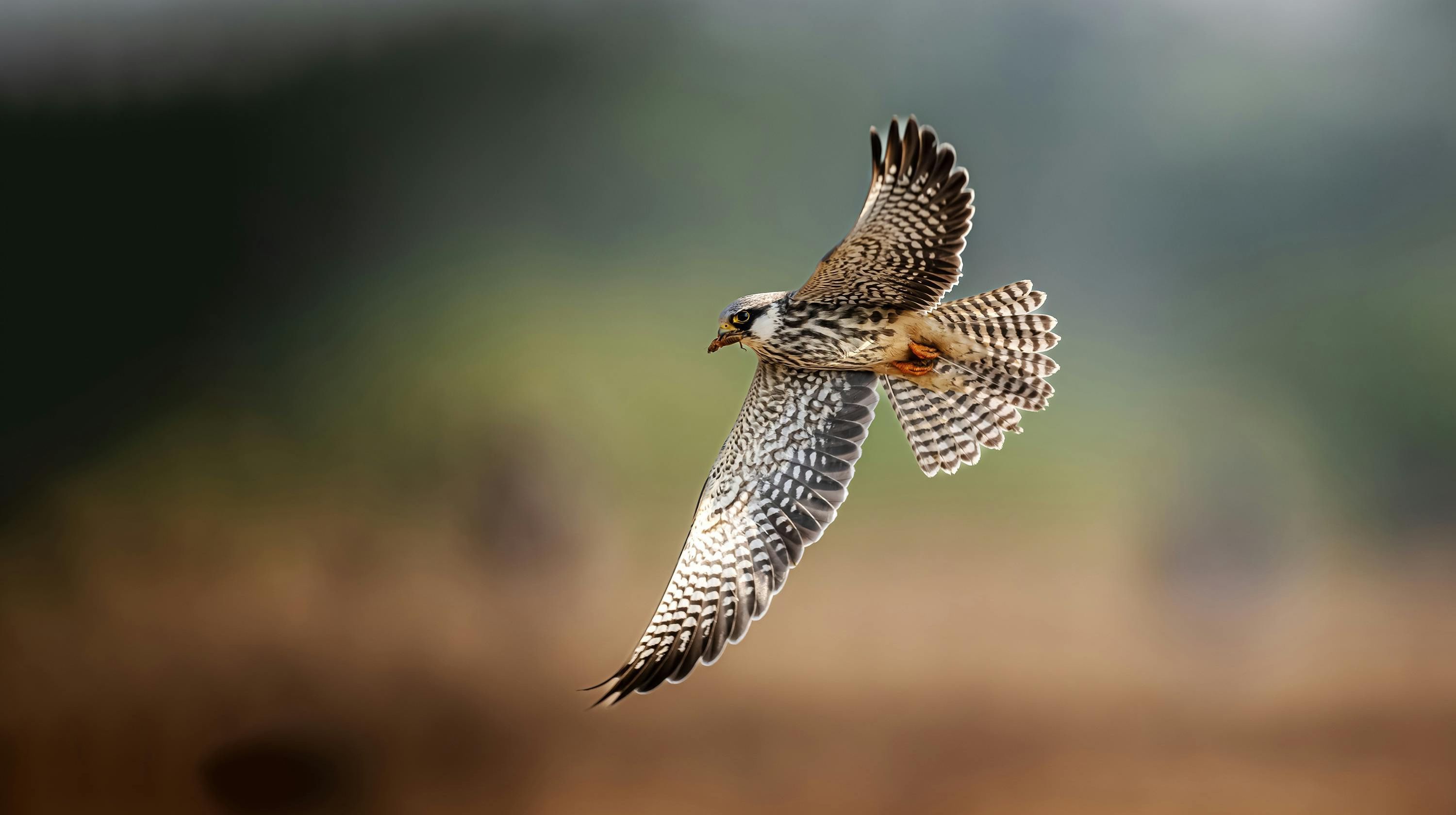A bird with brown and white patterned wings and tail is captured mid-flight against a blurred background of greens and browns.