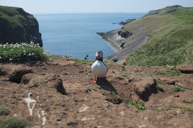 Skomer-Puffin Pembrokeshire Coast Path