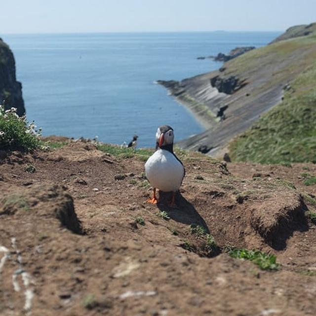 Skomer-Puffin Pembrokeshire Coast Path