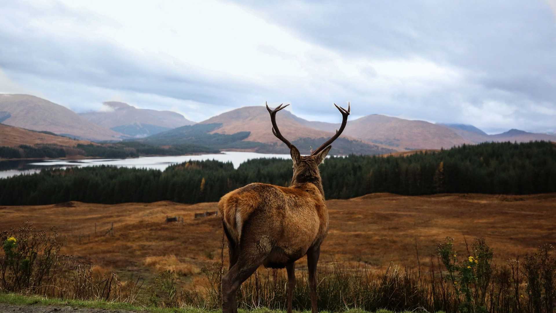 A stag with large antlers stands in a field of brown grass, facing away from the camera, with a lake and hills in the background under a cloudy sky.