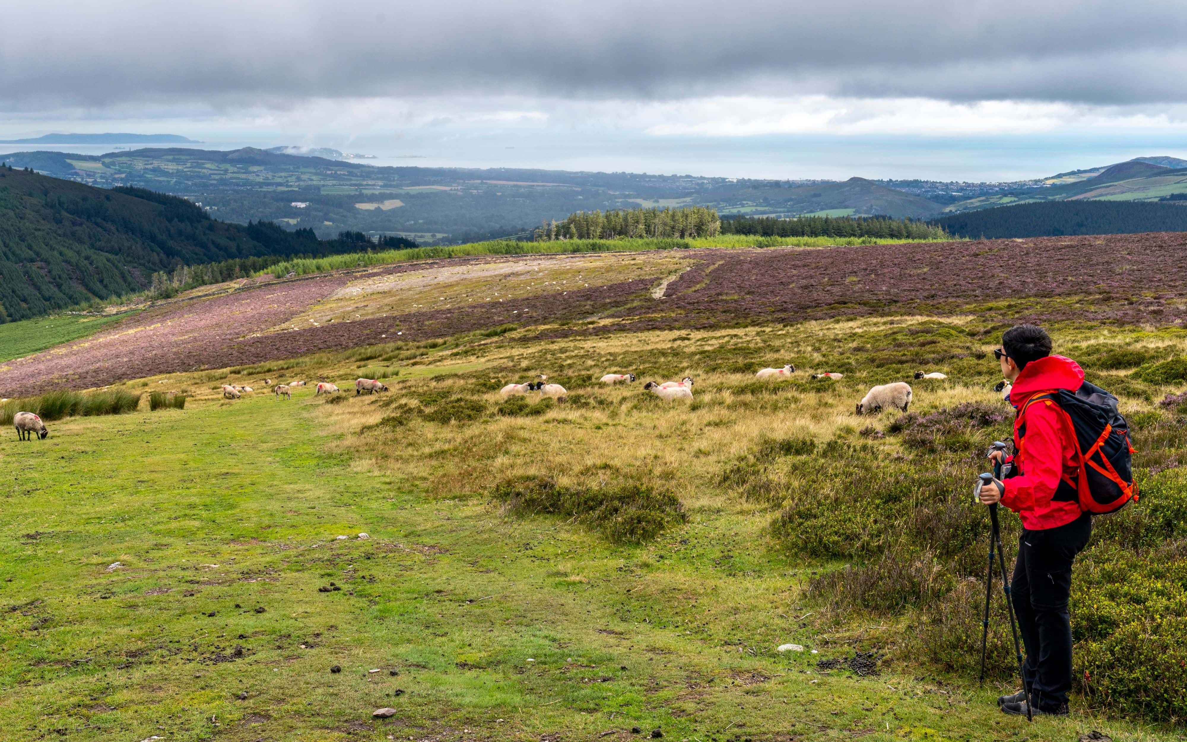 Walker and sheep in open Wicklow hills with purple heather and blue skies