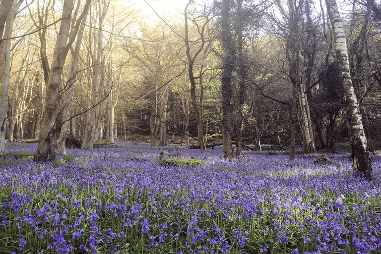 Wye Valley Spring Campaign