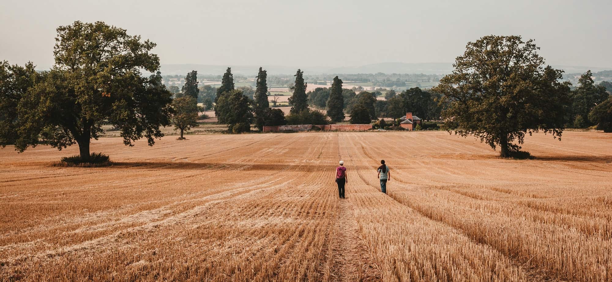 2 people in the middle distance walking through a corn field