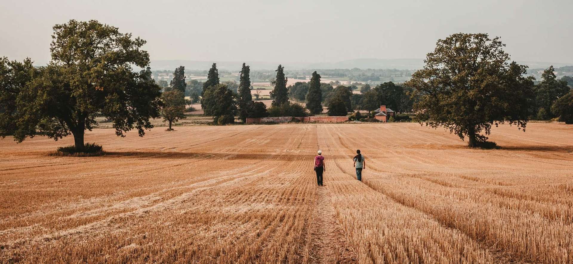 2 people in the middle distance walking through a corn field