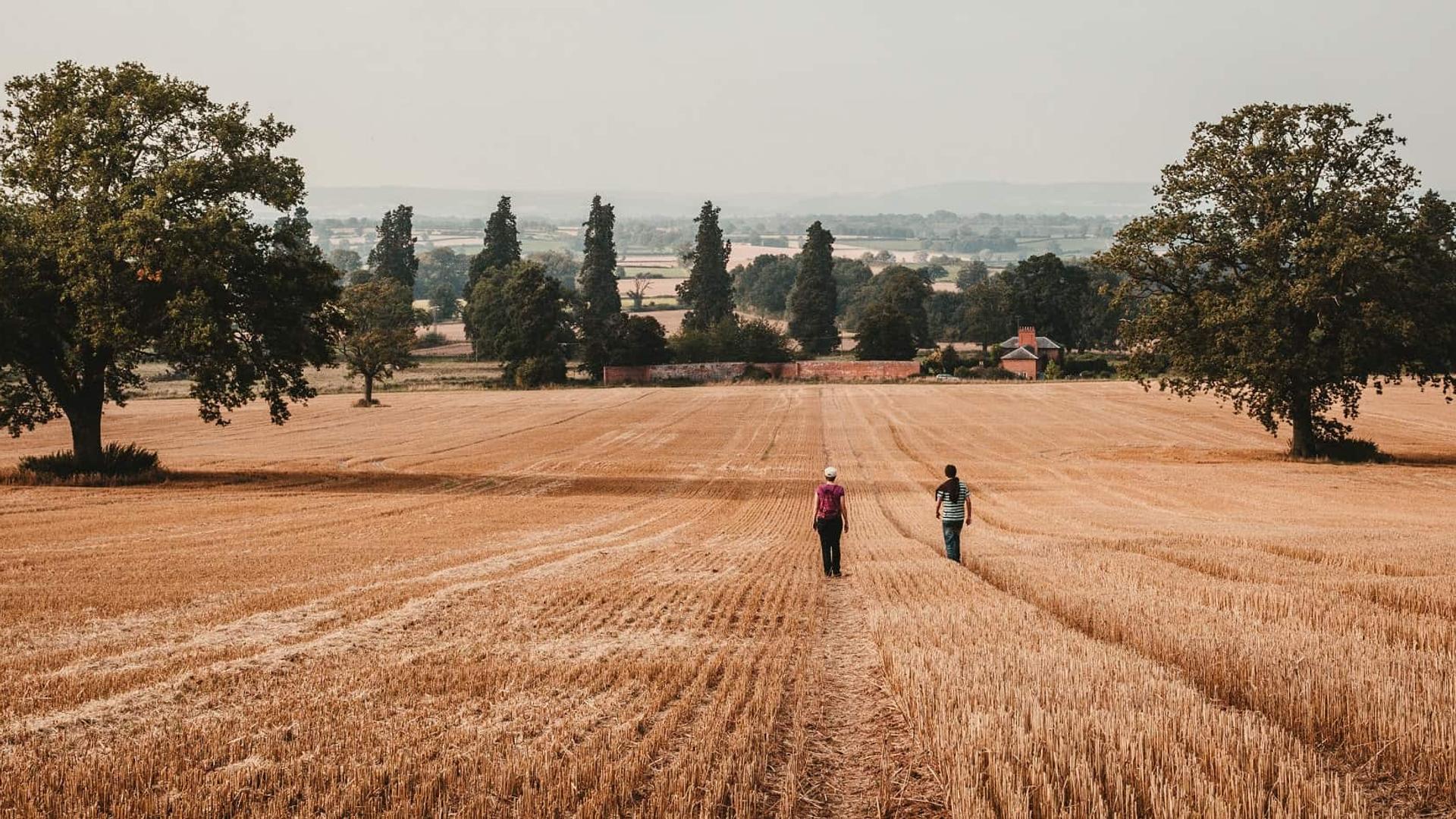 2 people in the middle distance walking through a corn field