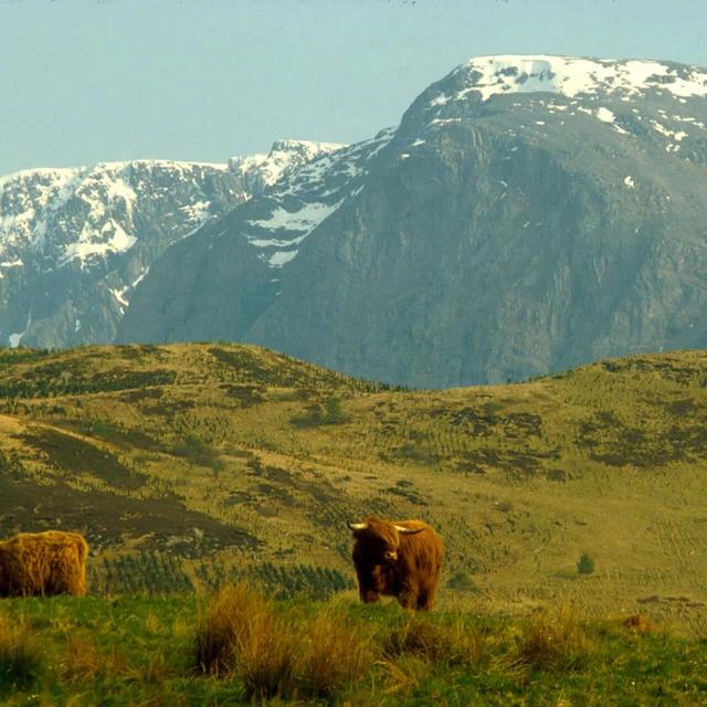 Ben Nevis & Highland Cattle