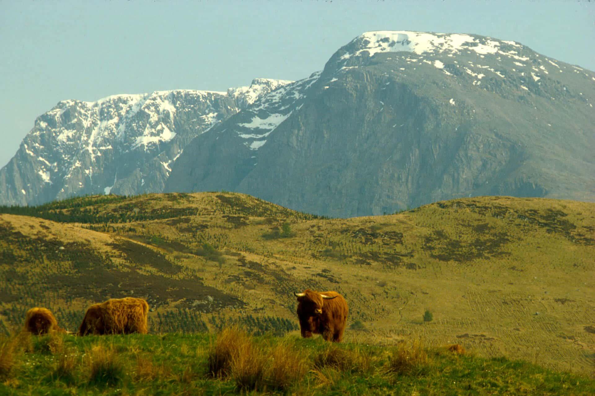 Ben Nevis & Highland Cattle