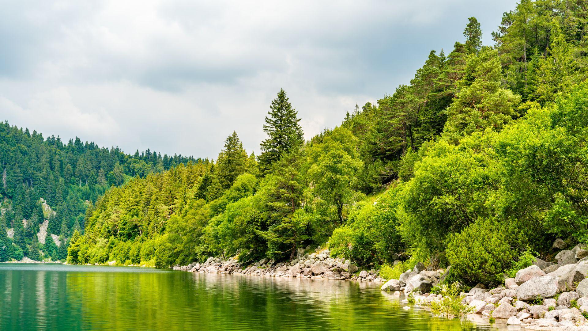 Forest-lined mountain lake in the Vosges