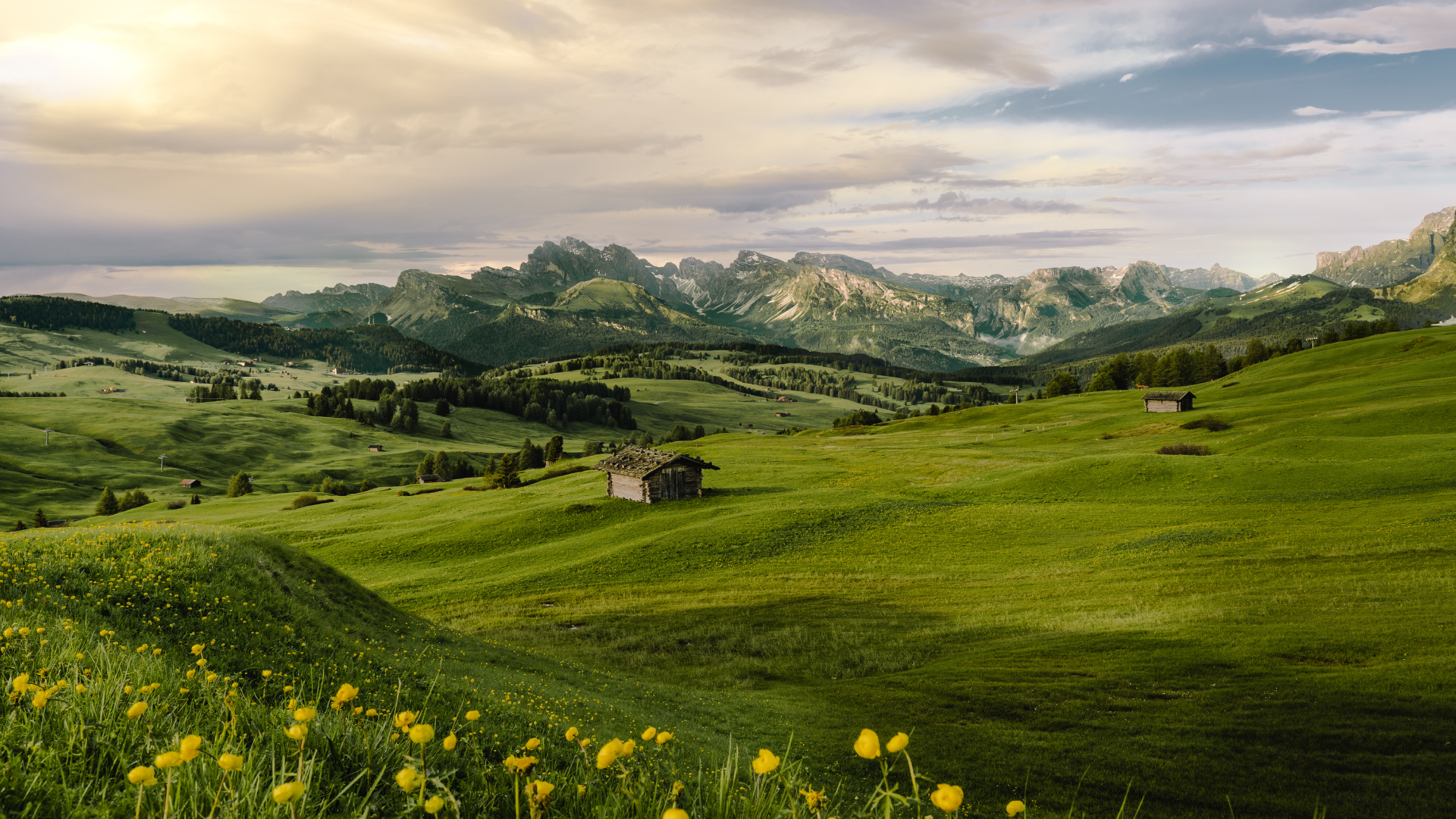 spring flowers in Alpe di Siusi on The Chestnut Route in the Dolomites