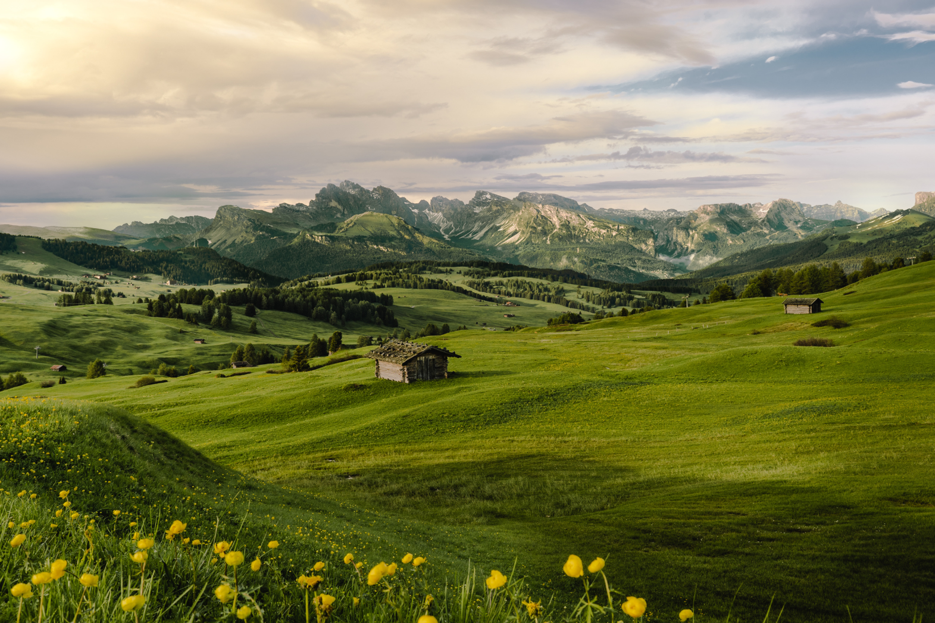 spring flowers in Alpe di Siusi on The Chestnut Route in the Dolomites