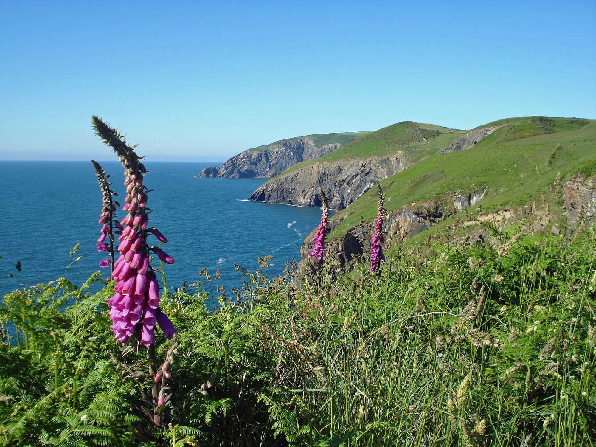 Foxgloves on the Pembrokeshire Coast Path