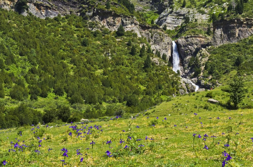 Aragon English irises (native to the Pyrenees) CREDIT-Guillén Pérez