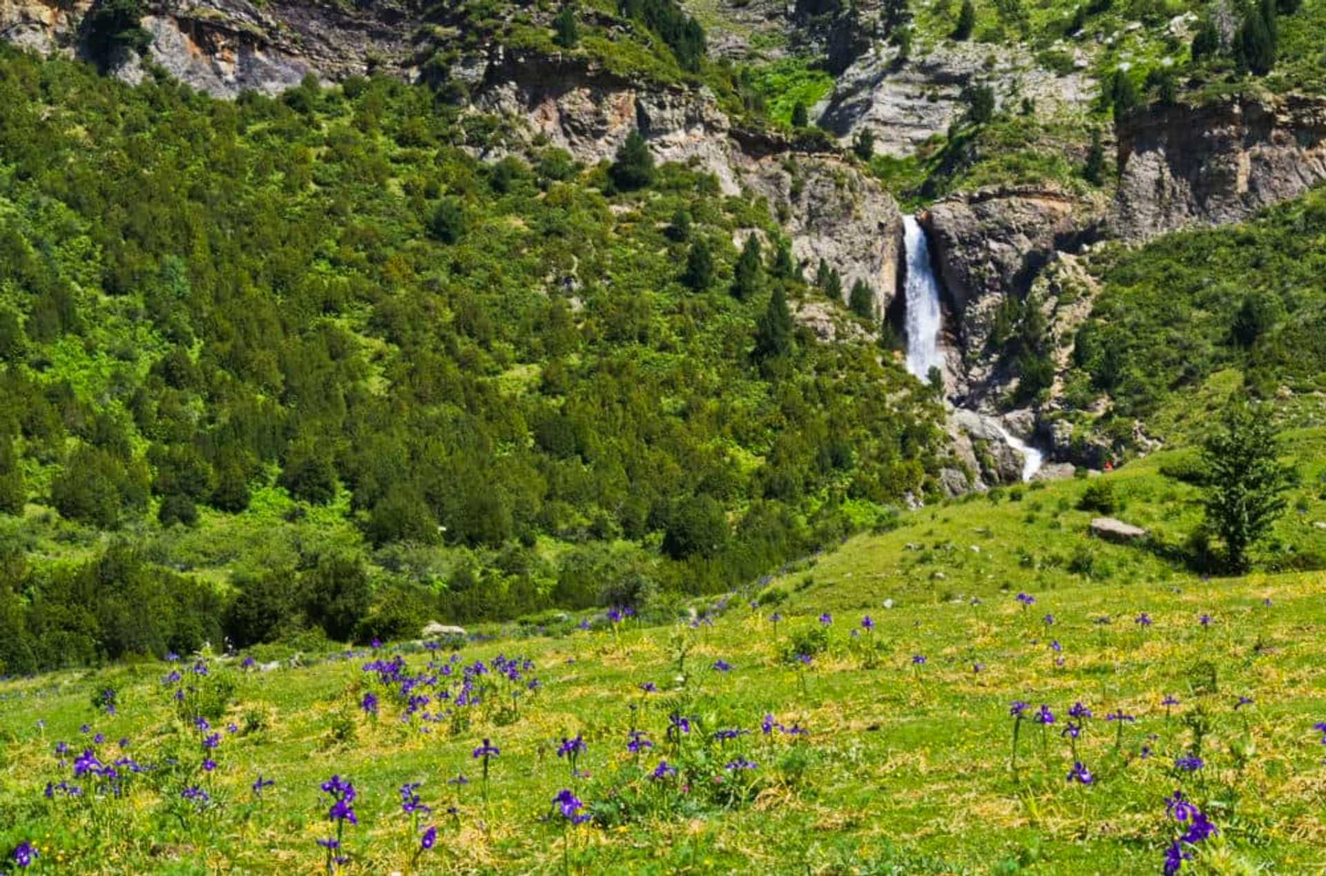 Aragon English irises (native to the Pyrenees) CREDIT-Guillén Pérez