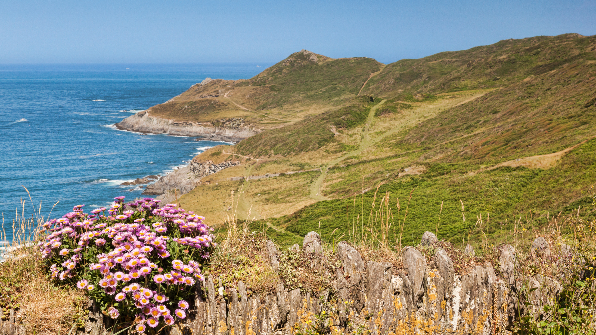 Spring flowers on the South West Coast Path