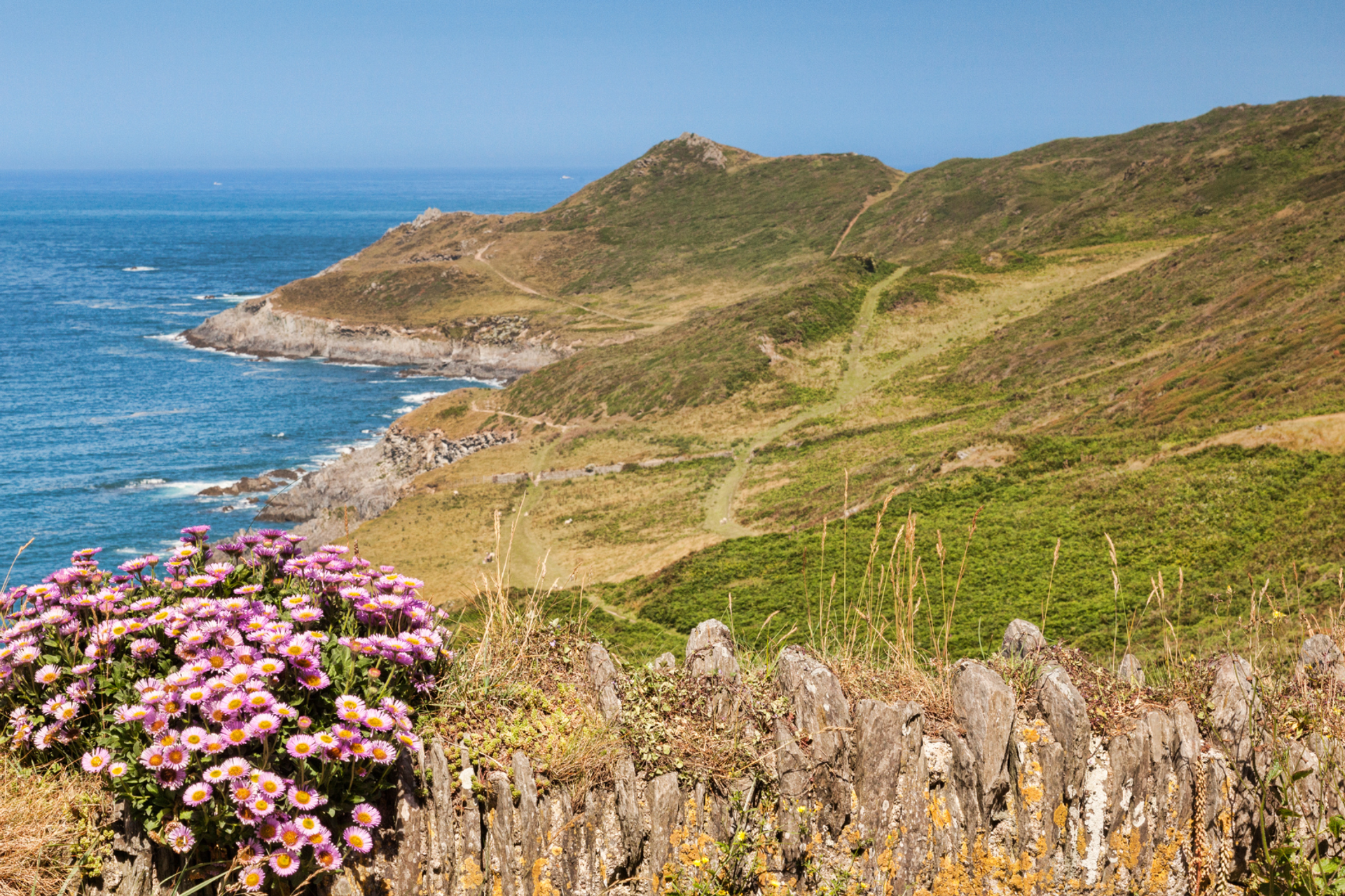 Spring flowers on the South West Coast Path