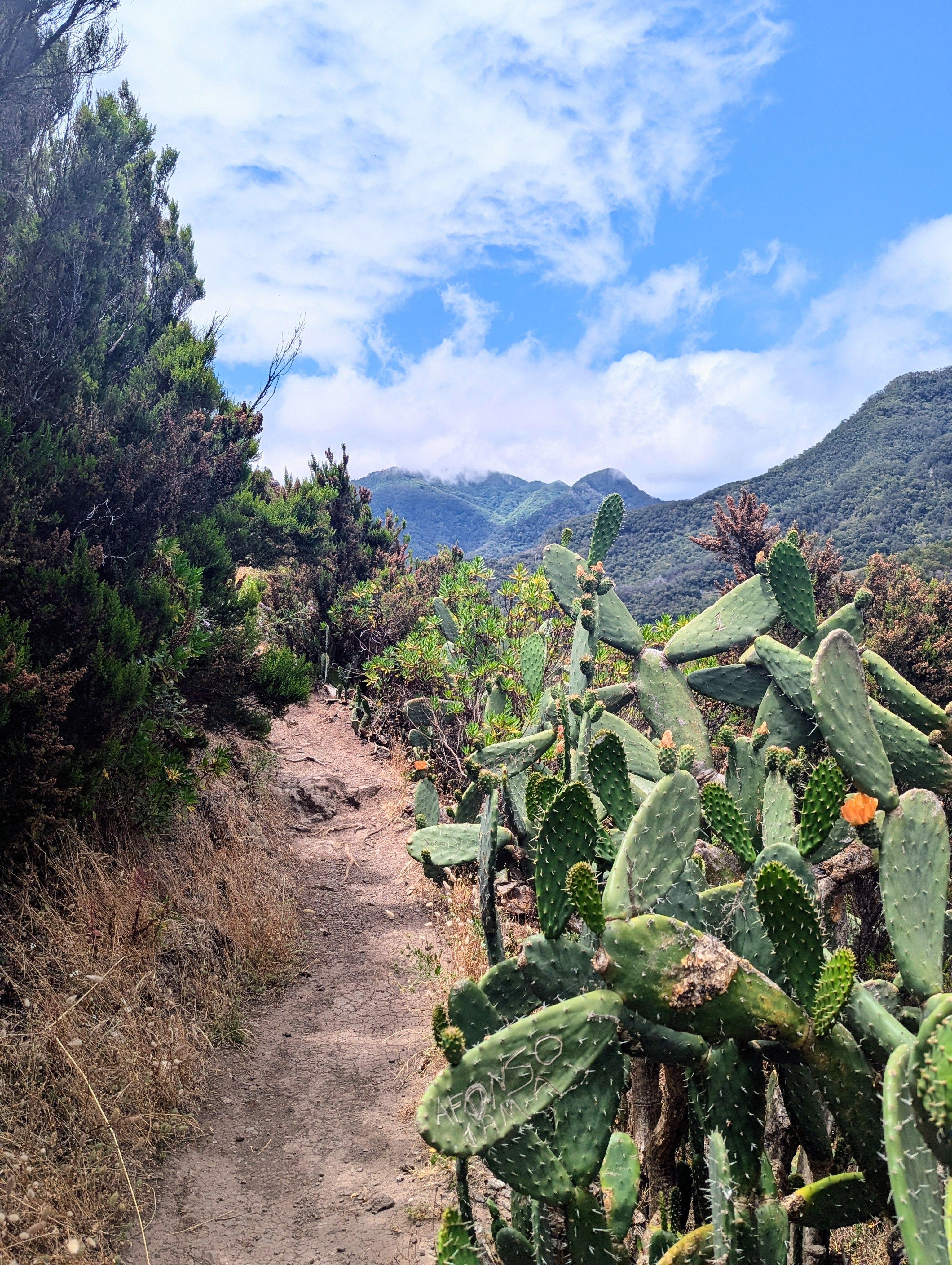 Mountain trail lined with cacti in Madeira