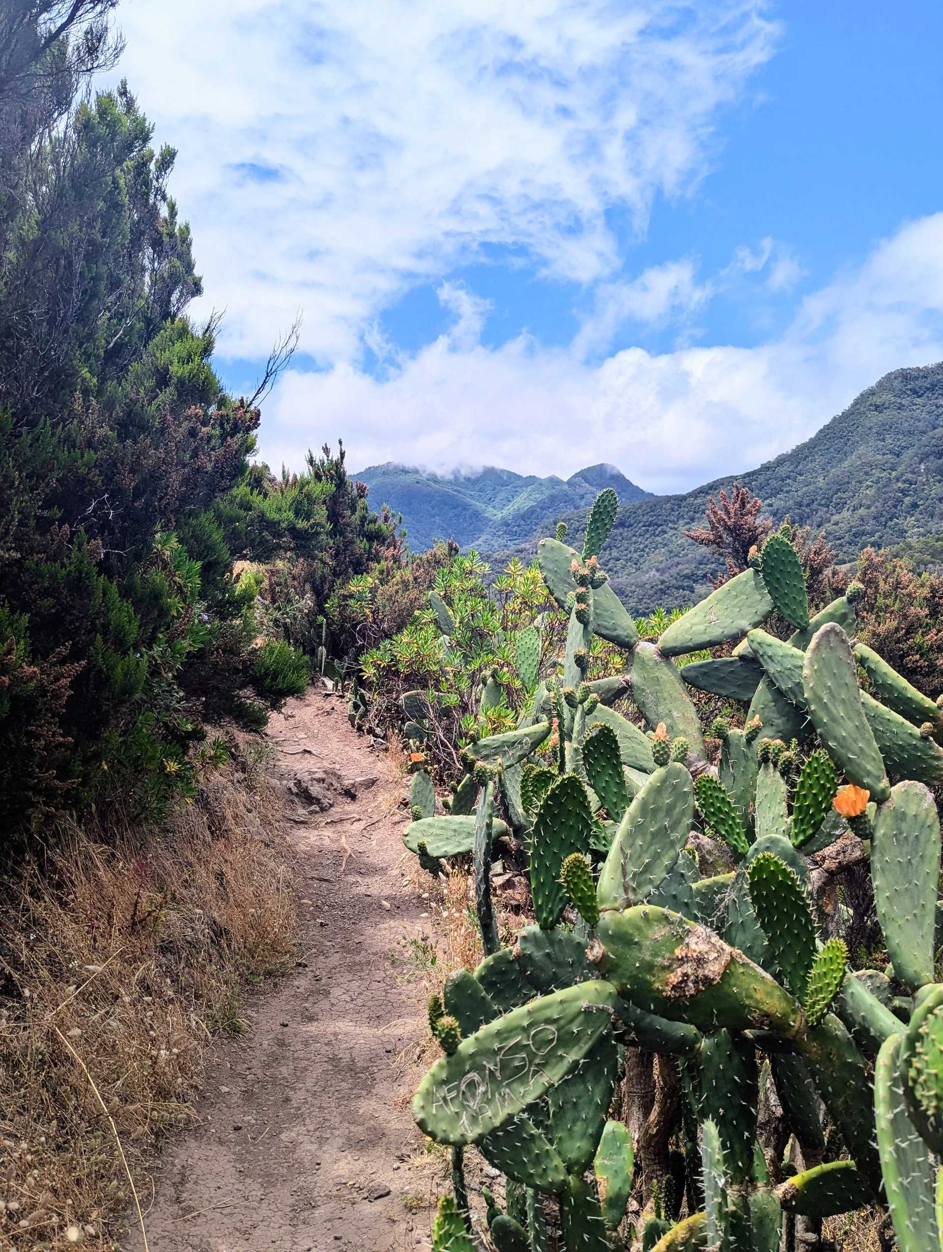Mountain trail lined with cacti in Madeira