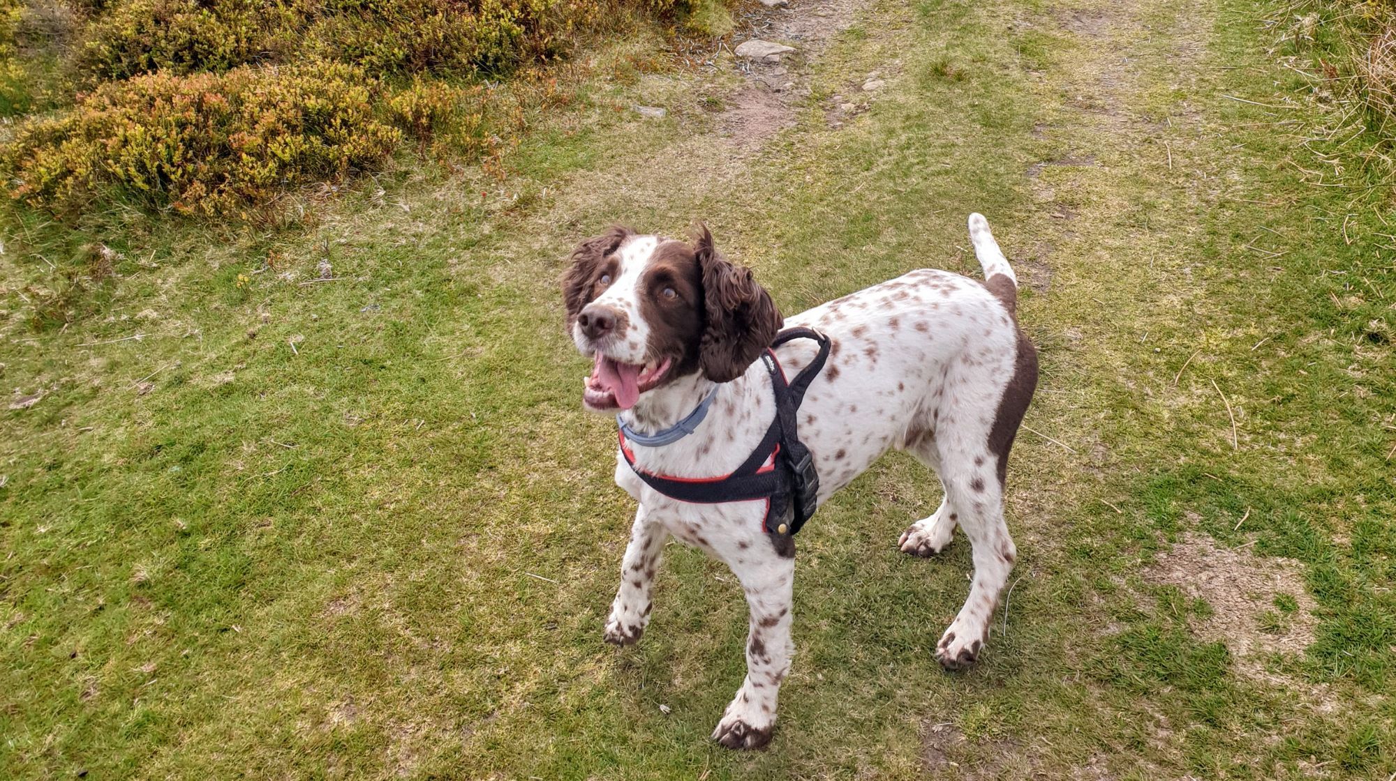 A brown and white speckled dog wearing a black harness stands on a grassy path with brush to the left.
