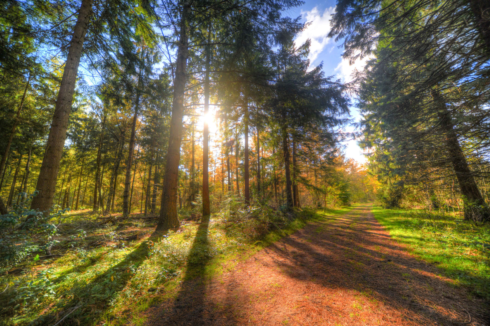 Sunlight filters through tall conifer trees onto a woodland path, with autumn colours and long shadows across the forest floor.