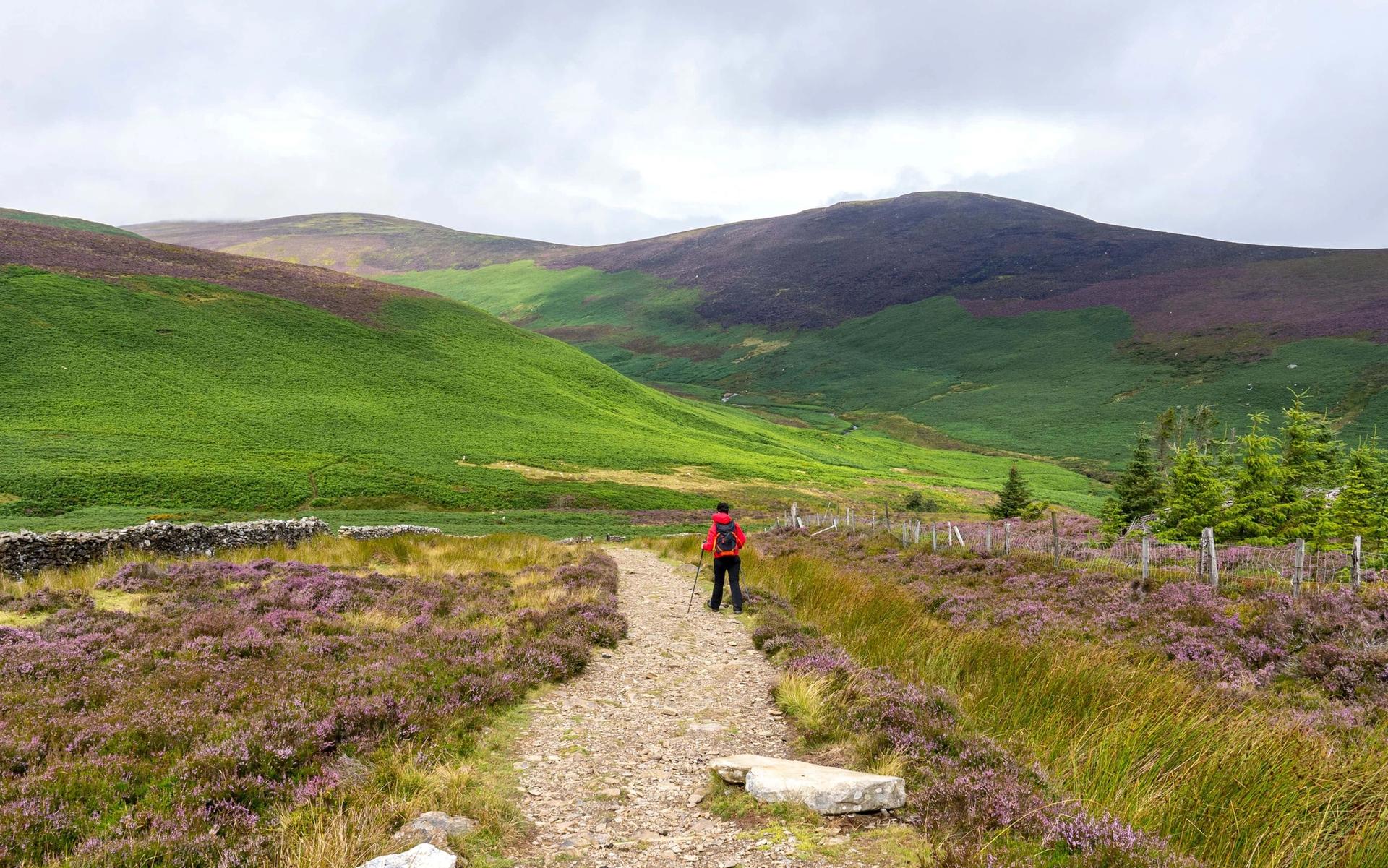 Lone walker crossing Wicklow moorland with blooming heather and distant hills