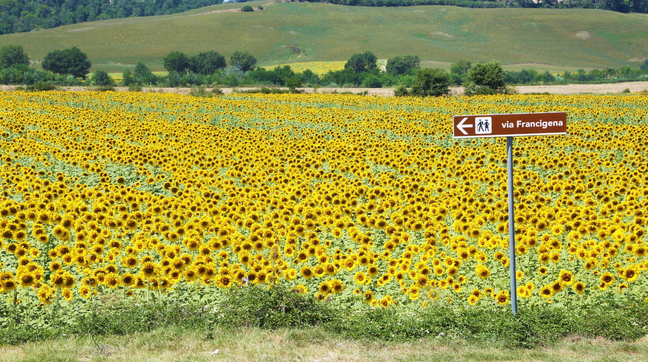 A field of sunflowers with a sign pointing left that reads "via Francigena" and shows two figures walking.