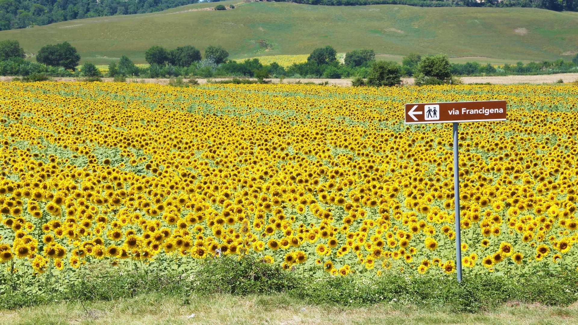 A field of sunflowers with a sign pointing left that reads "via Francigena" and shows two figures walking.