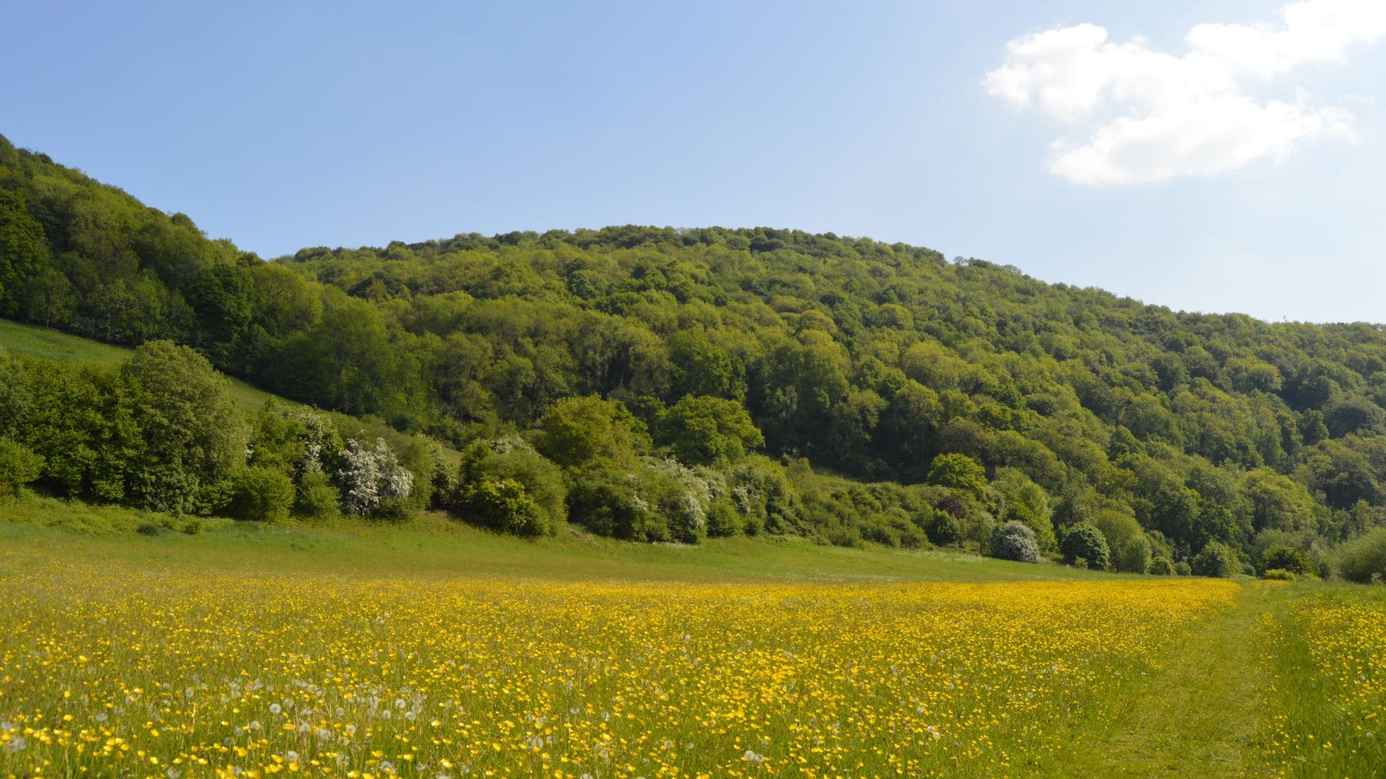 Wild flowers on the path along side the river Wye
