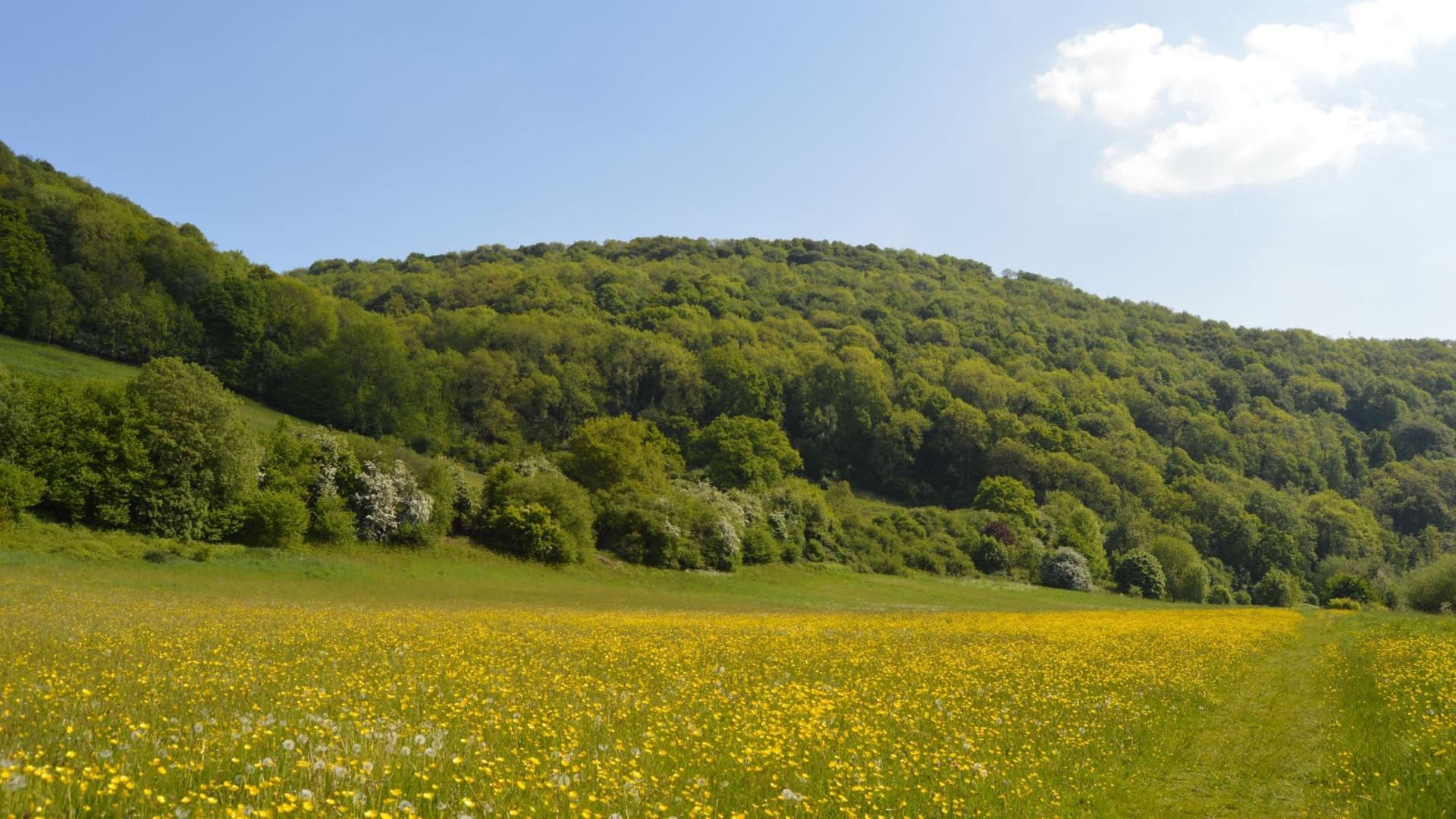 Wild flowers on the path along side the river Wye