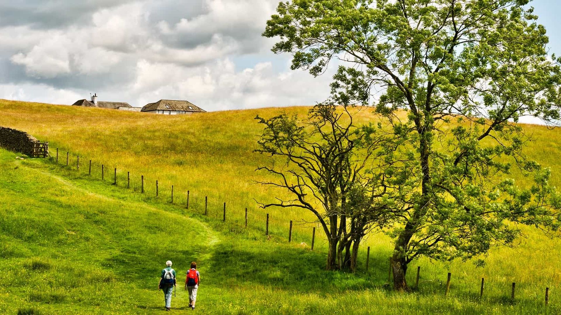 Two people walking through a golden meadow near Far Sawrey, Cumbria, in the English Lake District National Park