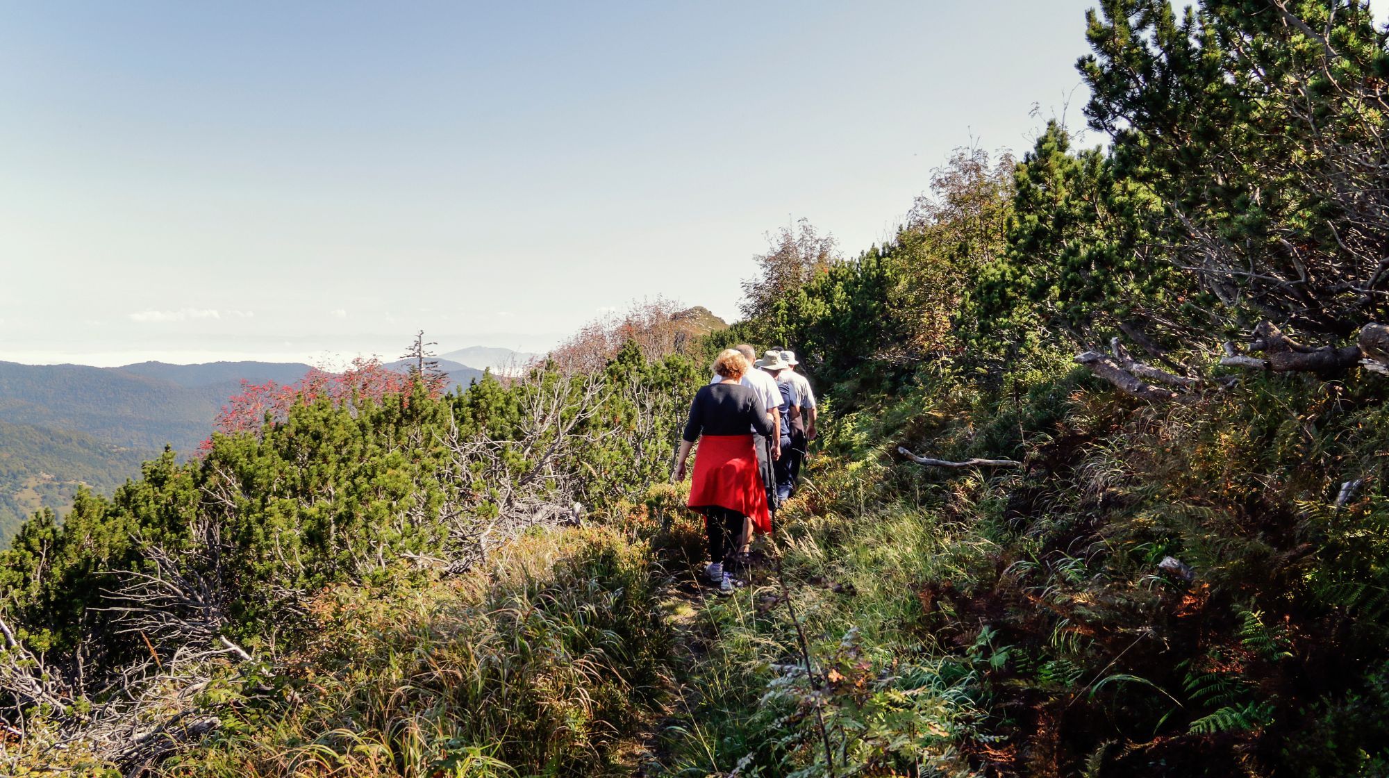 A group of hikers walks along a narrow mountain path surrounded by green vegetation and trees under a clear blue sky.