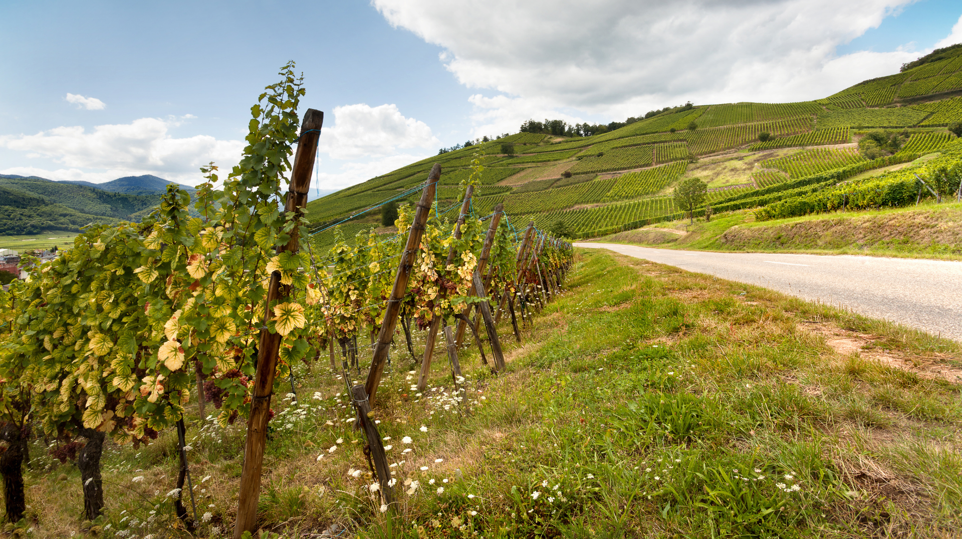Vineyard trail crossing the hills of the Alsace Wine Route
