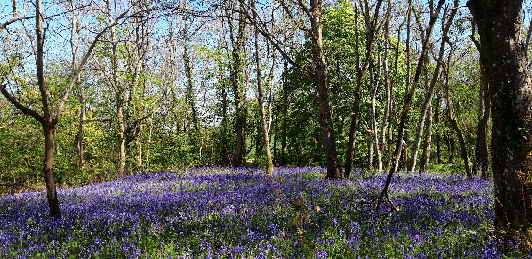 Bluebells flowering across the floor of a Cotswold woodland in spring.
