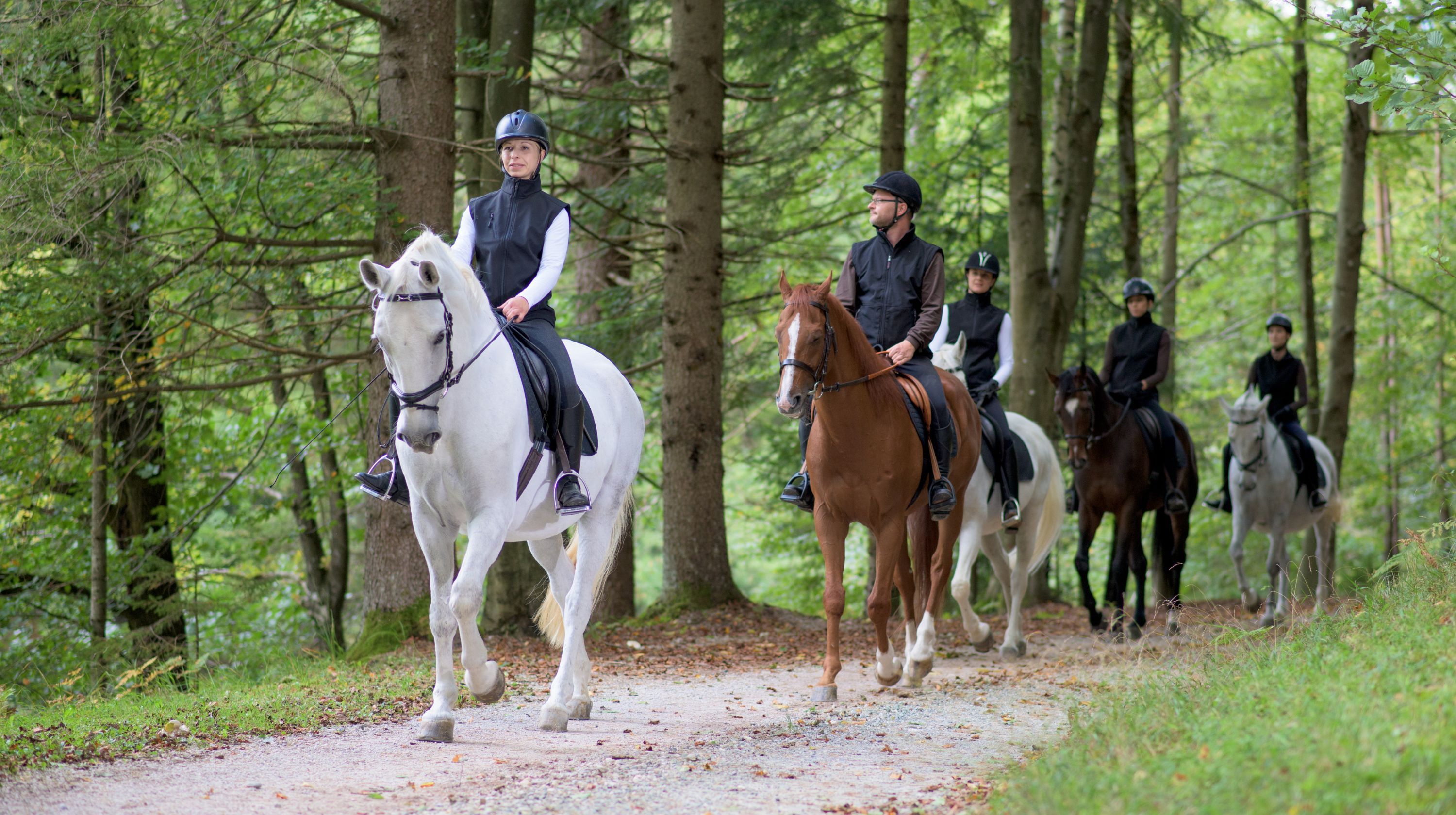 A group of riders on horseback follow a path through a forest with tall trees and green foliage. The horses are of various colors, including white, brown, and black.