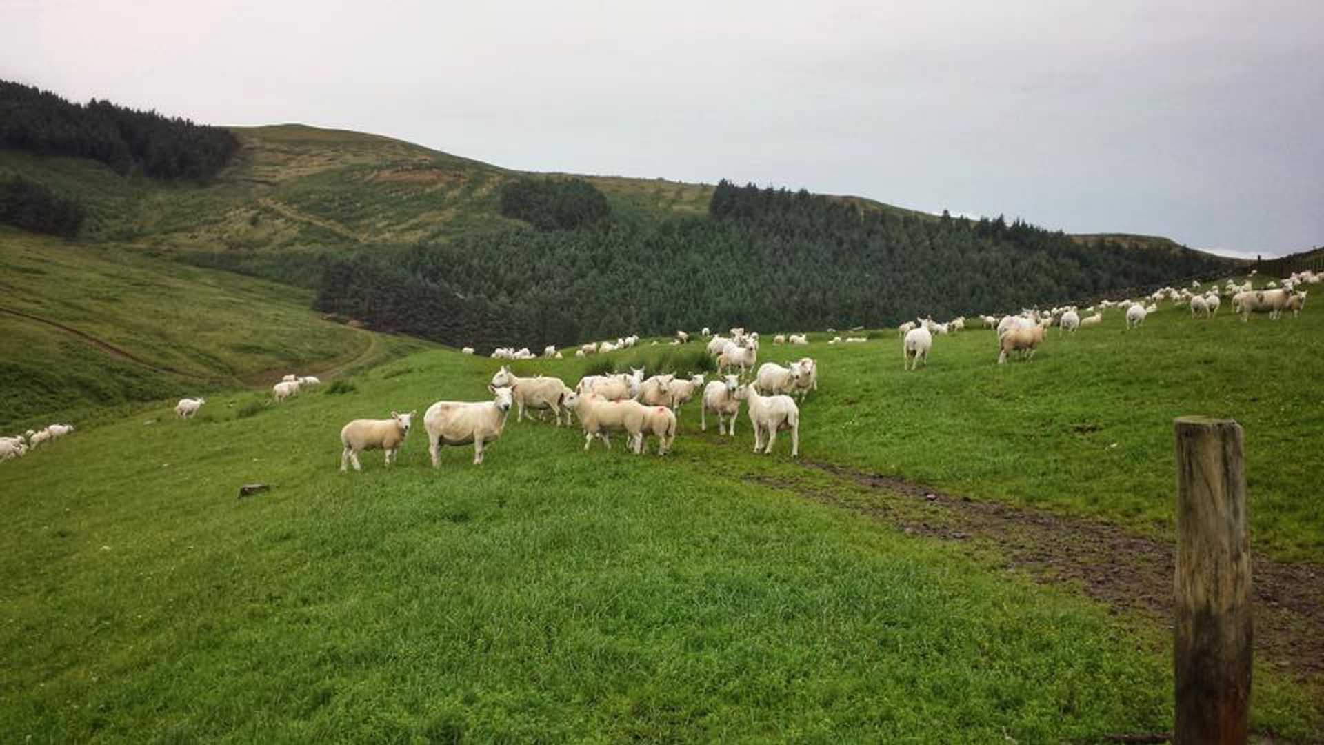 St Cuthberts Way
