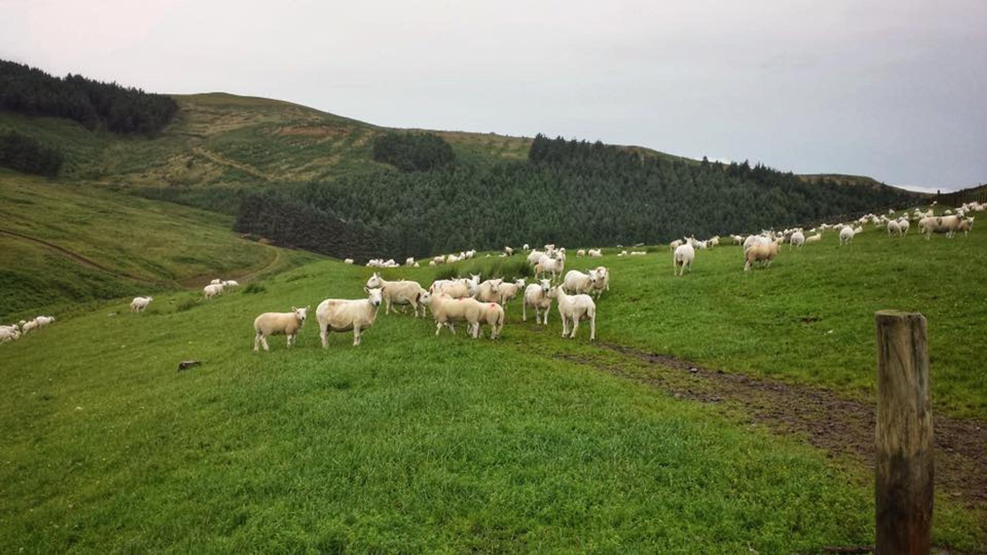 St Cuthberts Way