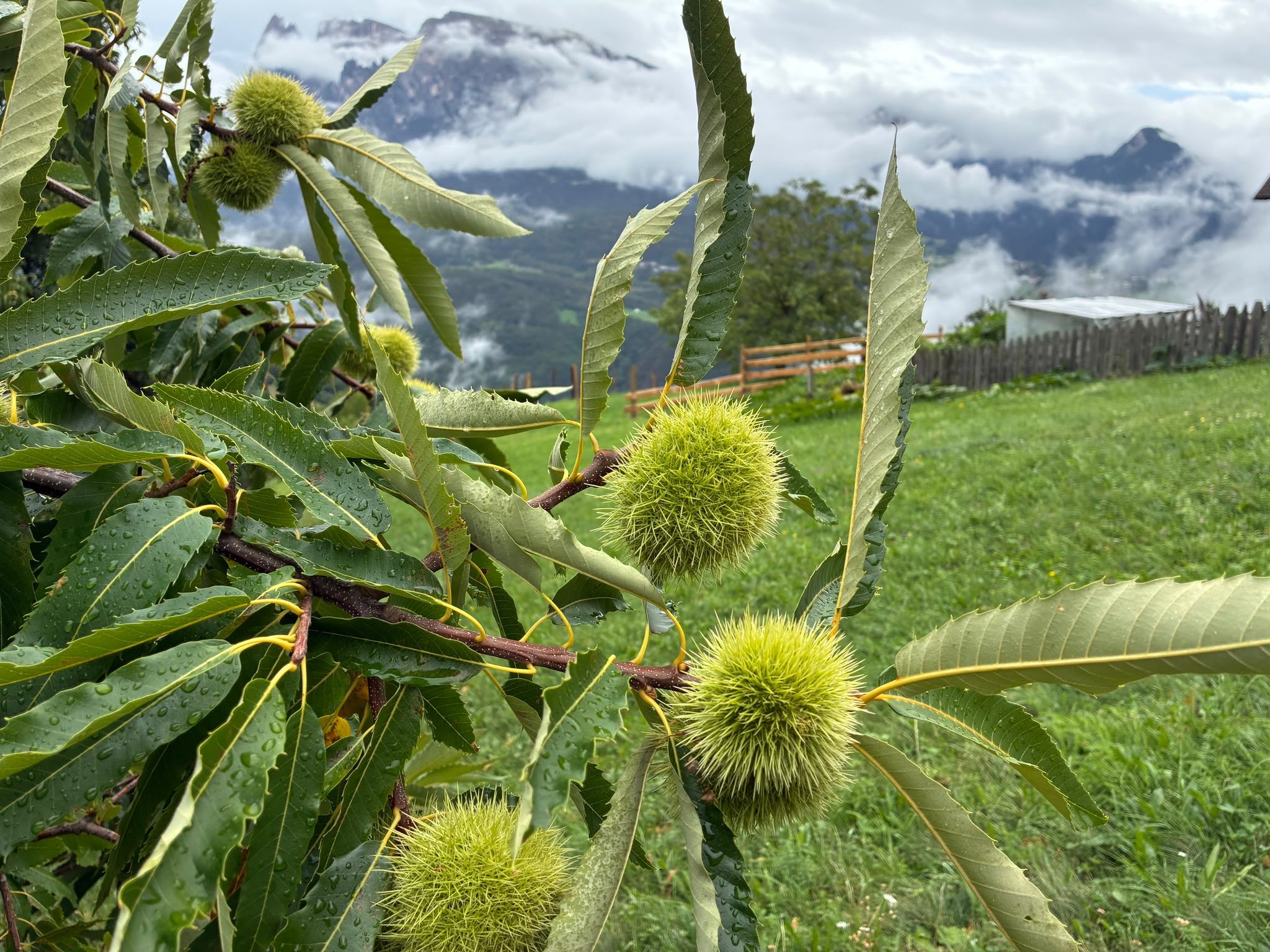 Chestnuts in spiny green husks growing on a tree in South Tyrol.